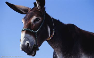 幼儿园科学驴和盐的教案参考5篇