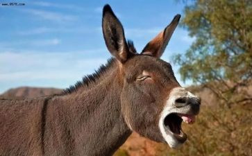 幼儿园科学驴和盐的教案6篇