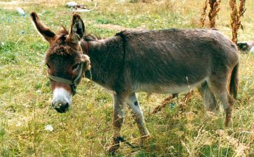 幼儿园科学驴和盐的教案通用6篇