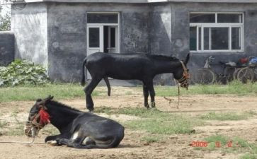 幼儿园科学驴和盐的教案最新8篇
