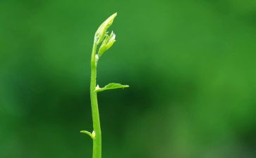 低碳生活绿色出行演讲稿5篇