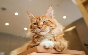 会游泳的猫作文优质5篇