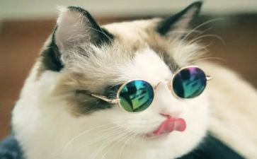 猎狗和猫读后感6篇