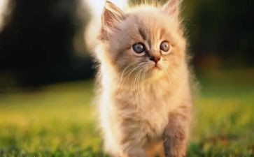 幼儿园熊猫教案反思5篇
