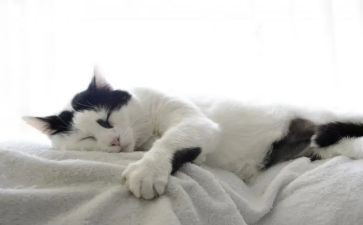 国宝大熊猫作文优质5篇