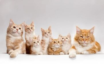关于猫的活动方案6篇