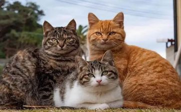 猎狗和猫读后感推荐7篇