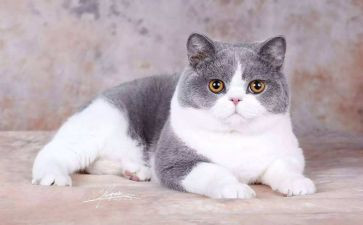 猎狗和猫读后感参考6篇
