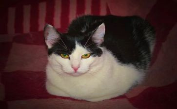 猫的学校作文优质6篇