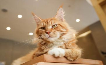 猫活动方案推荐6篇