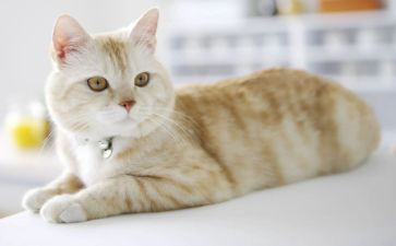 藏猫猫教案8篇