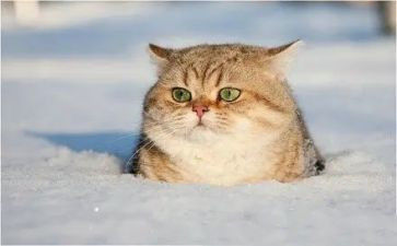 音乐大猫和小猫教案8篇