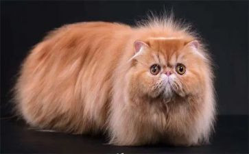 15猫教案优质7篇