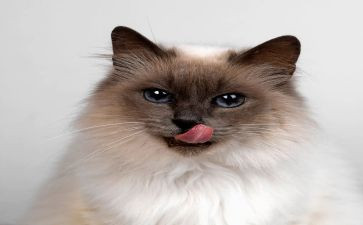 写小猫的作文400字优秀作文7篇