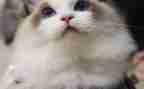 《狗,猫,鼠》读后感5篇