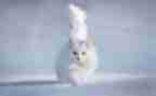 猫活动策划方案模板优秀5篇