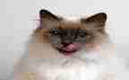写小猫的作文400字优秀作文7篇