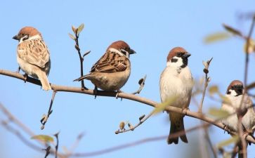 小麻雀教案最新5篇