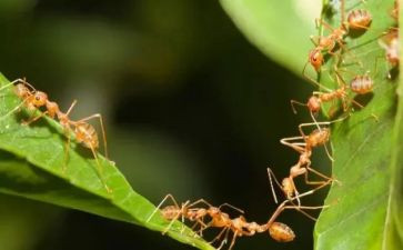 画蚂蚁的教案优质5篇