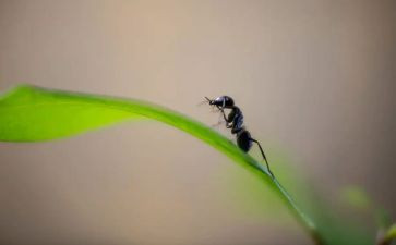 幼儿园蚂蚁的教案8篇