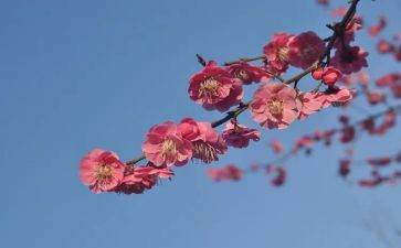 张桂梅主要事迹材料7篇