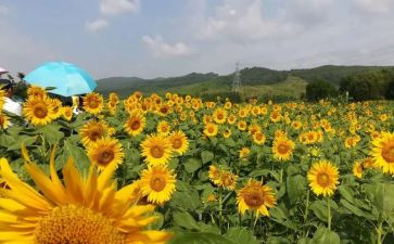 美术教研组工作计划8篇