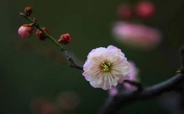 读《梅花魂》读后感优质5篇