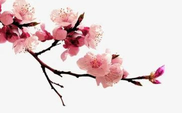 读《梅花魂》读后感5篇