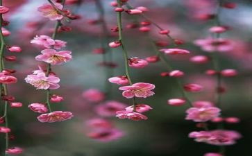 幼儿园大班画梅花教案5篇