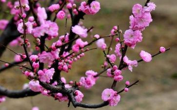 走梅花桩教案8篇