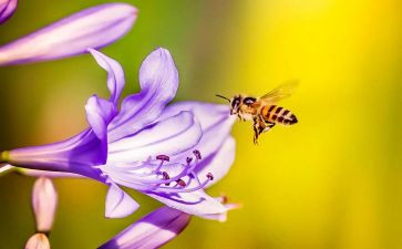 《蜜蜂》教案模板8篇