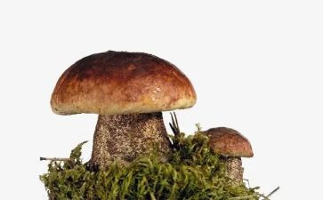 小班采蘑菇的教案精选8篇