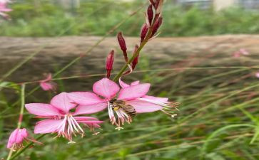 亲近作文600字5篇