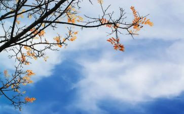 幼儿园大班秋天的树教案7篇