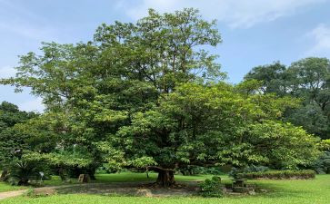 小学植树节活动方案活动方案优秀5篇