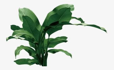 12月12日植树节演讲稿8篇
