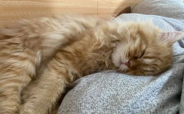 论睡眠的重要性演讲稿6篇