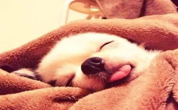 瞌睡作文精选6篇