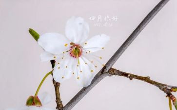 四月的工作总结参考5篇