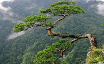 采松果数学教案5篇