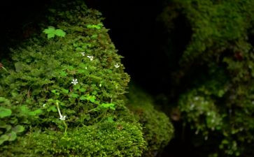 关于古诗苔的作文优秀8篇