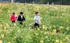 幼儿园踏青活动方案7篇