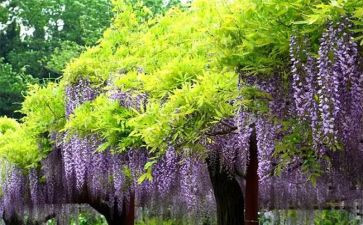《紫藤萝瀑布》读后感模板6篇