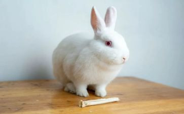 兔子的画作文最新5篇