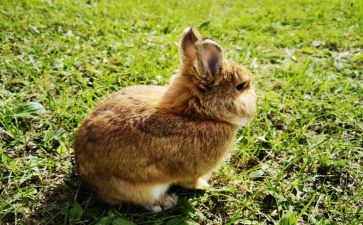 兔子的画作文8篇