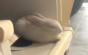 兔子的画作文优质7篇