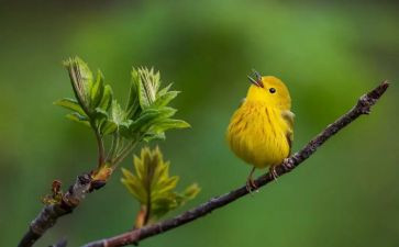 我想变一只小鸟的作文6篇