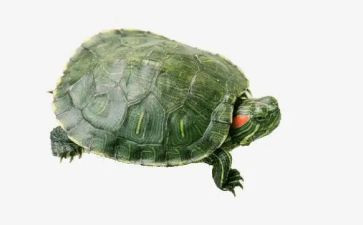 能闻出孩子味的乌龟的读后感最新7篇
