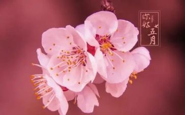 幼儿五月工作计划6篇
