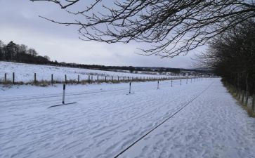 《下雪》的作文5篇